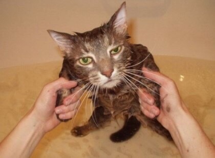 주인 나한테 왜구래 | 인스티즈