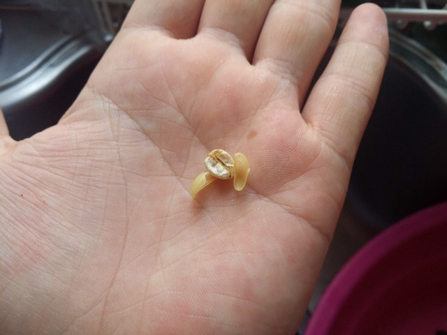 한 루리웹 유저가 커피마시는 방법 | 인스티즈