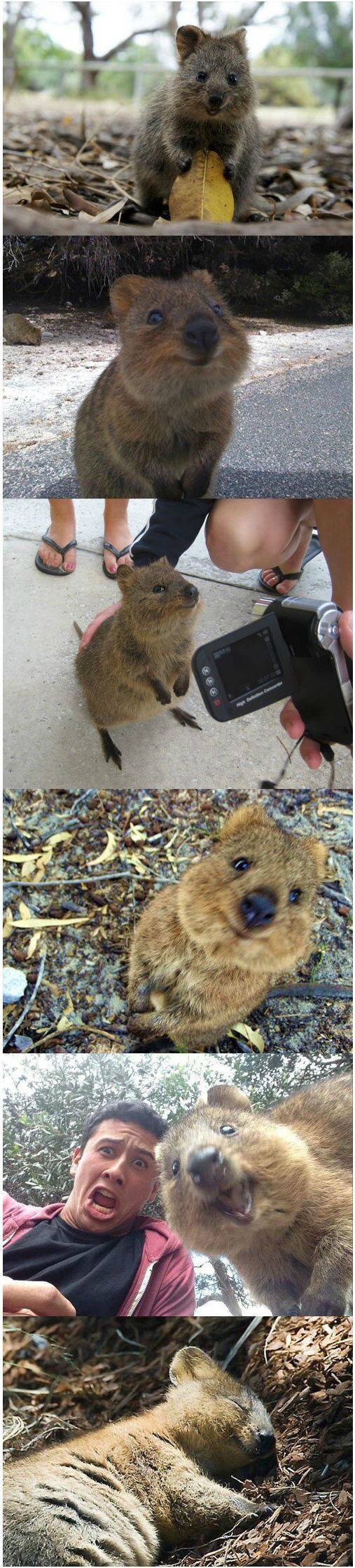 항상웃고있는 동물.jpg | 인스티즈