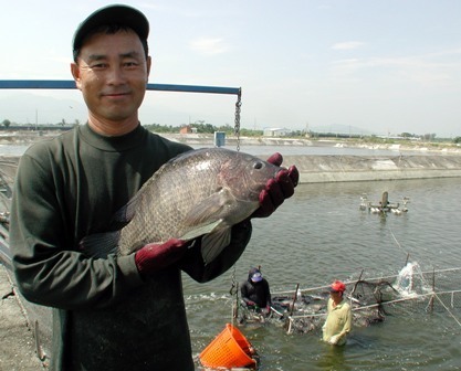 싸구려 도미회의 정체 | 인스티즈