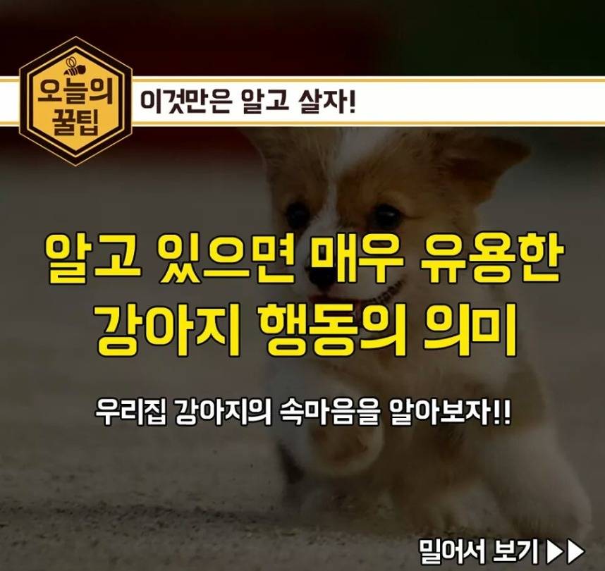 강아지 행동의 의미 | 인스티즈