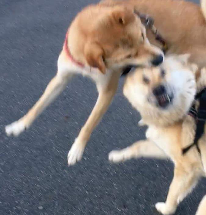 강아지들 미친듯이 놀 때 표정들 | 인스티즈