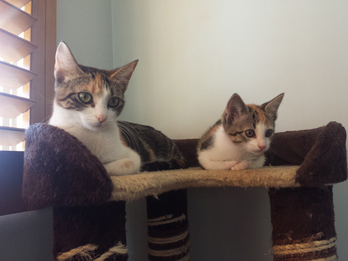 어미와 새끼 붕어빵 고양이.. | 인스티즈