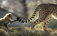 꿀 발라 놓은 꼬리 | 인스티즈