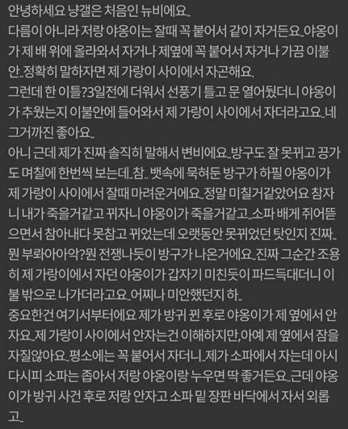 자다가 방구 꼈는데 그 후로 고양이가 저랑 같이 안자요 | 인스티즈