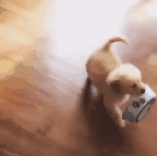 ??: 주인님 나는 요기서 무그께여 | 인스티즈