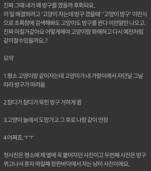 자다가 방구 꼈는데 그 후로 고양이가 저랑 같이 안자요 | 인스티즈