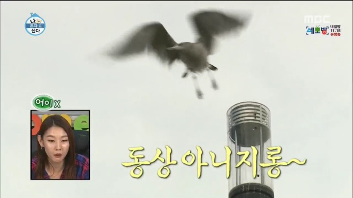 한강에서 갈매기를 본 부산人 | 인스티즈