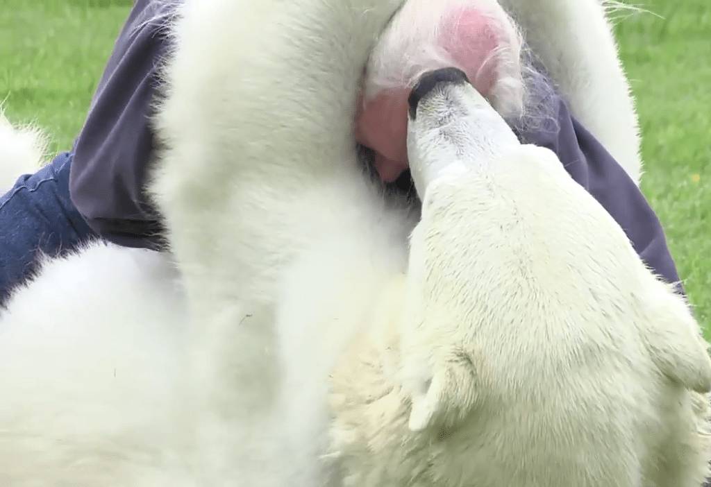 ???:우리애는 진짜 안물어요 ㅎㅎ | 인스티즈