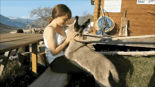 동물이 누릴 수 있는 특권.gif | 인스티즈