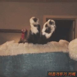 팔꿈치 관절이 없이 태어난 고양이 | 인스티즈