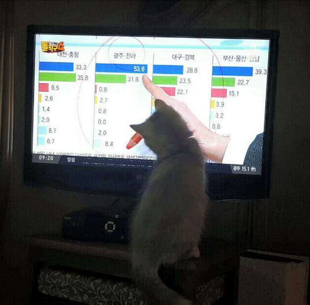 손녀 냥이까지 유세에 이용하는 조응천 의원 | 인스티즈