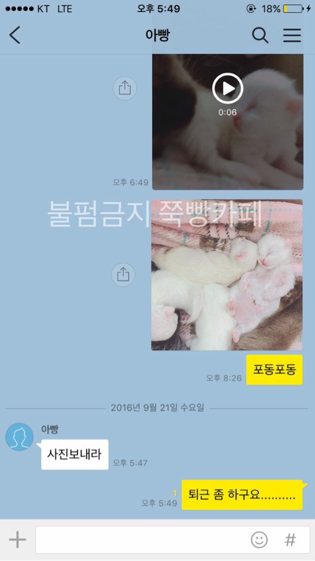 고양이는 다 요물이라며 갖다버리라던 아버지 | 인스티즈