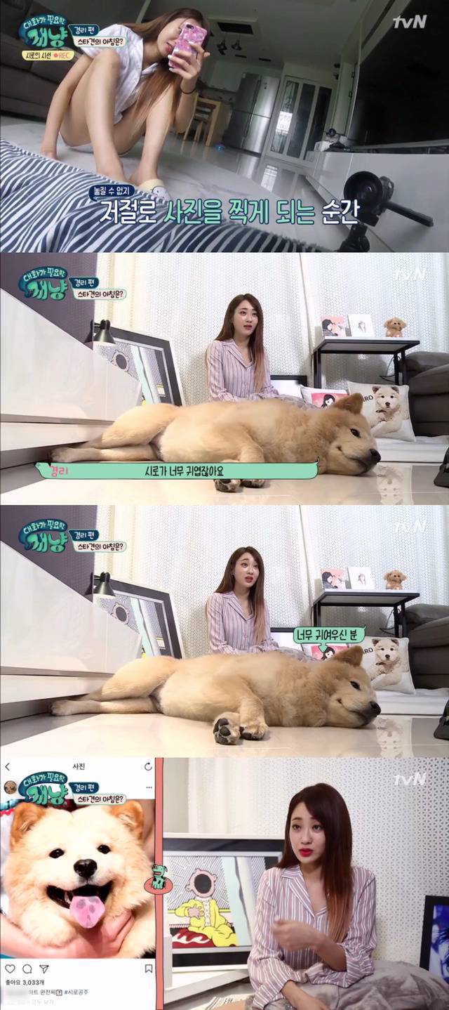 [대화가필요한개냥] 나인뮤지스 경리와 사랑스러운 반려견 시로.jpg | 인스티즈