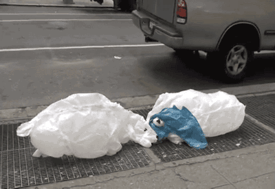 도로 한복판에서 짖는 개.gif | 인스티즈