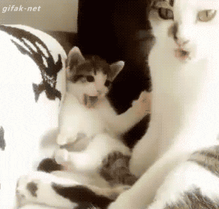 엄마 따라하는 아기 고양이.gif | 인스티즈