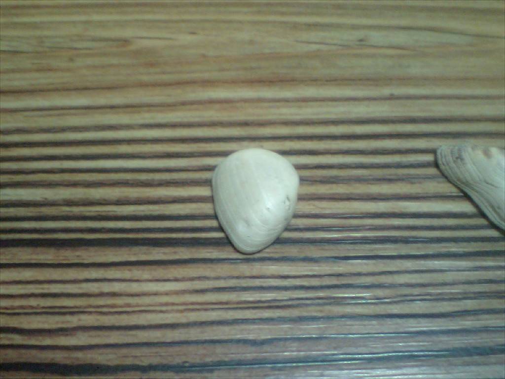 추억의 조개싸움 | 인스티즈