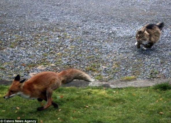 먹잇감이 없자 고양이를 사냥감으로 노린 여우 | 인스티즈