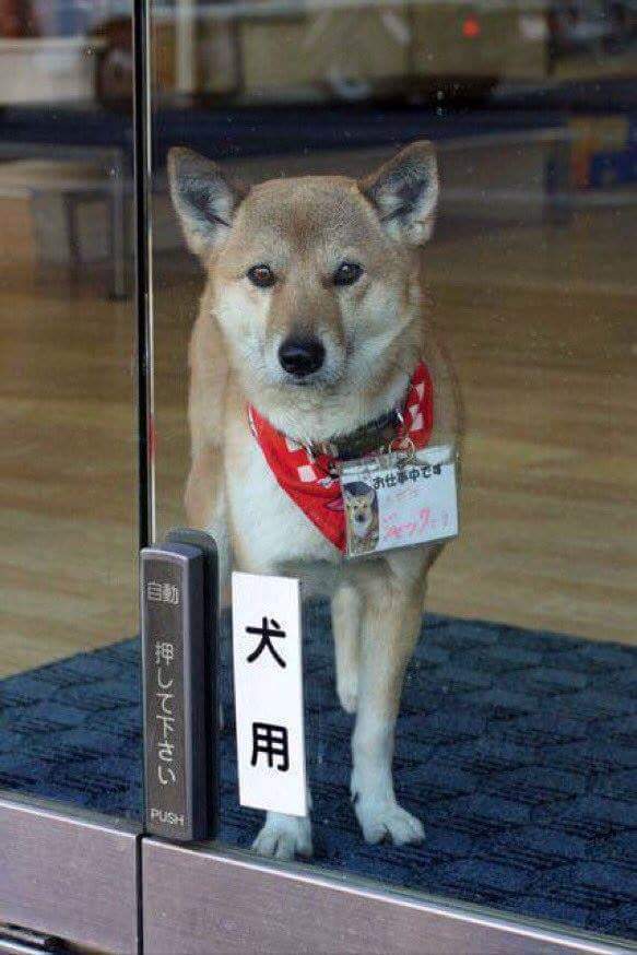 강아지가 맨날 출근을 하면 벌어지는 일 | 인스티즈