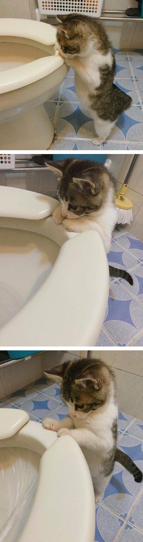 변기물 내려가는게 신기한 고양이 | 인스티즈