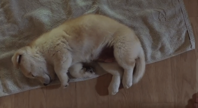 꿀잠자는 인절미.gif | 인스티즈