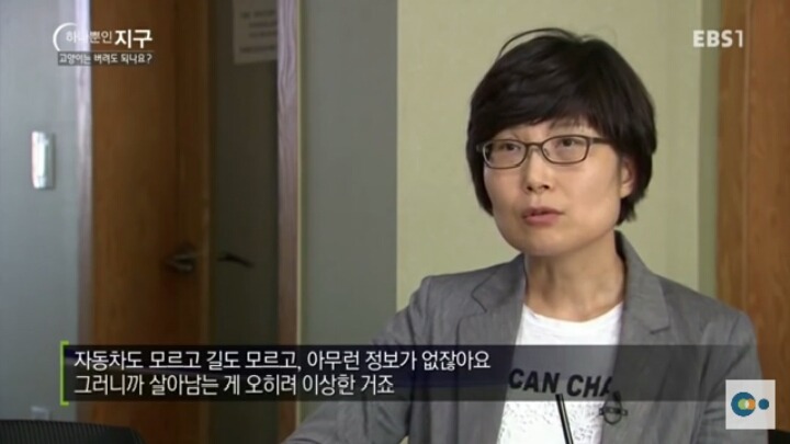 고양이는 버려도 되나요? | 인스티즈