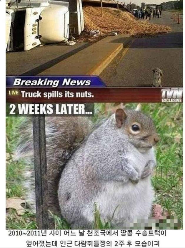 다람쥐의 귀여움에 대한 고찰.jpg | 인스티즈