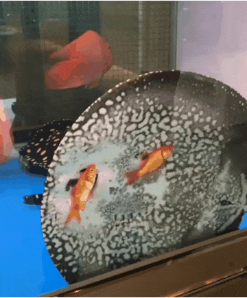 가오리의 식사시간 | 인스티즈