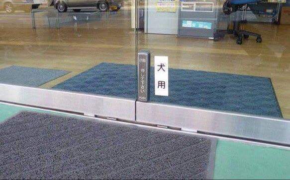 강아지가 맨날 출근을 하면 벌어지는 일 | 인스티즈