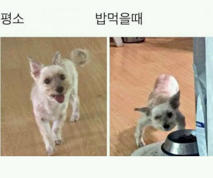 강아지 밥 먹을때 건들면 안되는 이유 | 인스티즈
