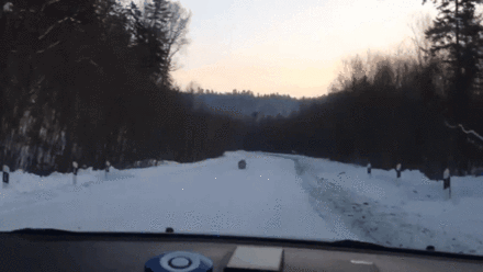 시베리아 길냥이 | 인스티즈