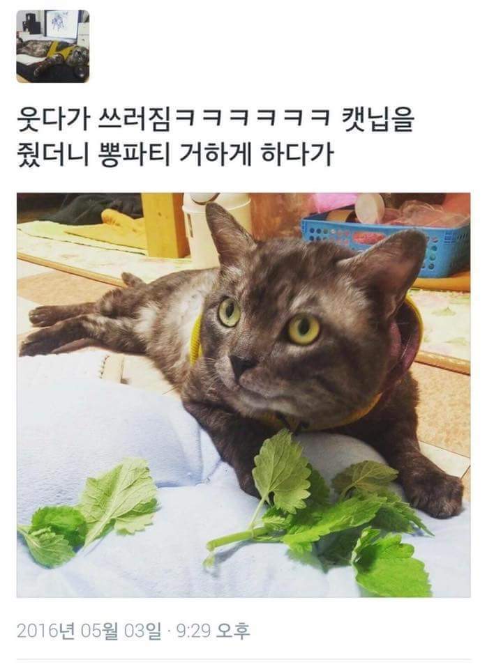 뽕파티 거하게 한 고양이.jpg | 인스티즈