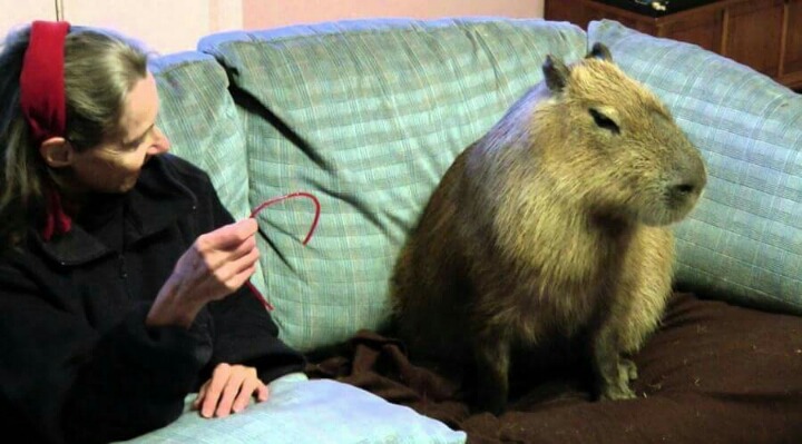 친화력 쩌는 동물.jpg | 인스티즈