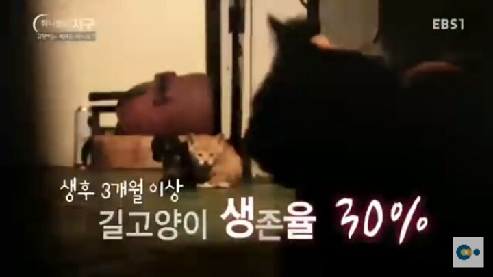 고양이는 버려도 되나요? | 인스티즈