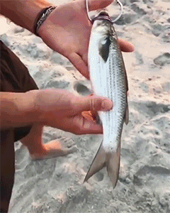 미끼 던지는 법 | 인스티즈