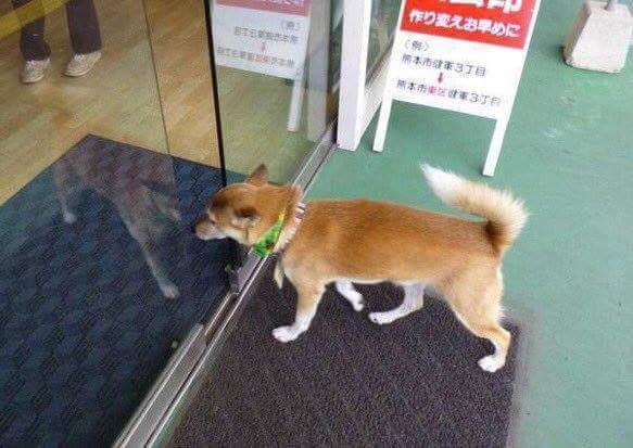 강아지가 맨날 출근을 하면 벌어지는 일 | 인스티즈