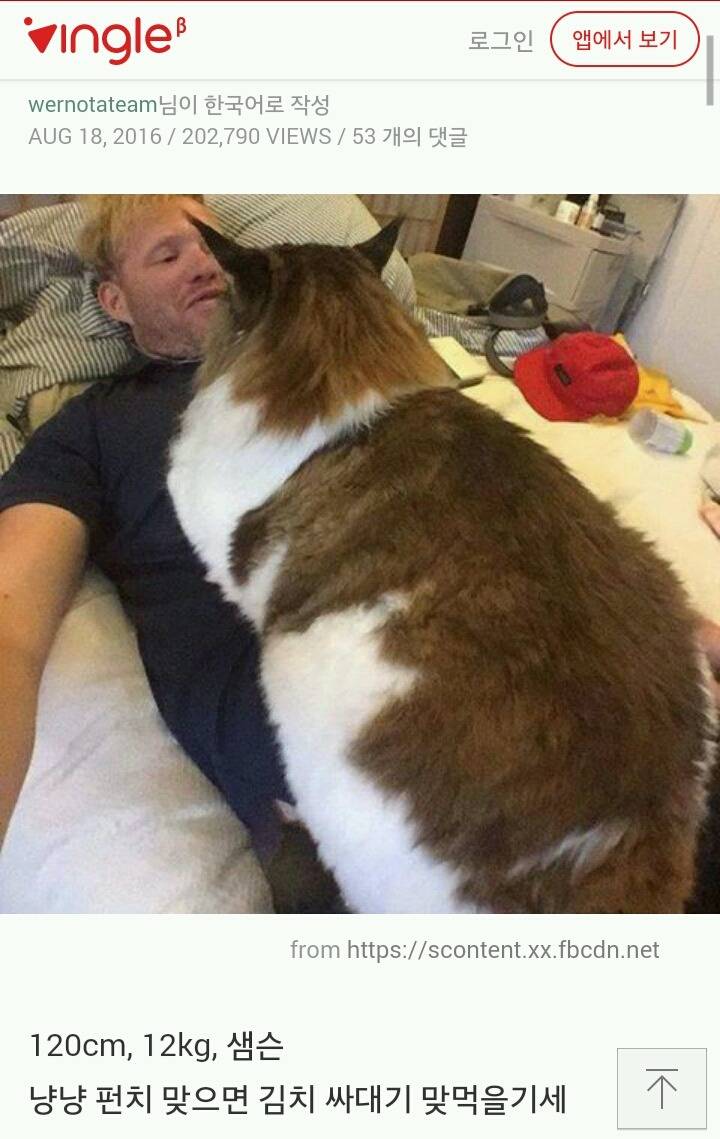 뉴욕에서 가장 큰 고양이 | 인스티즈