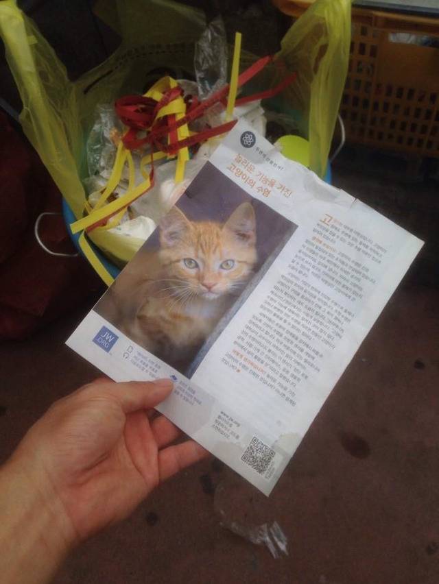 쓰레기통에 버려진 고양이 | 인스티즈