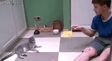 냥아치 | 인스티즈