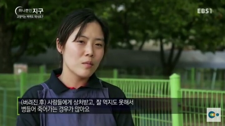 고양이는 버려도 되나요? | 인스티즈