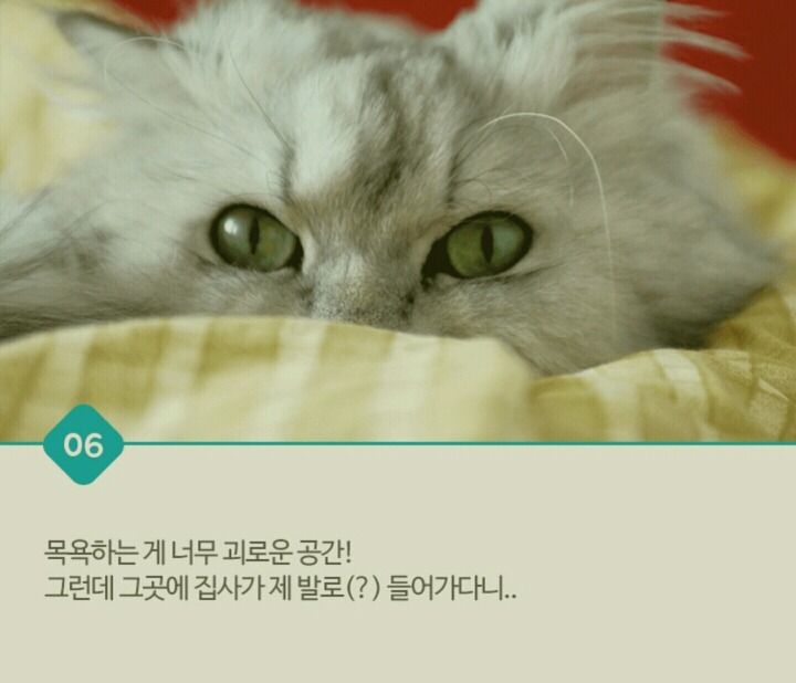 고양이가 화장실 문앞에서 기다리는 이유 | 인스티즈