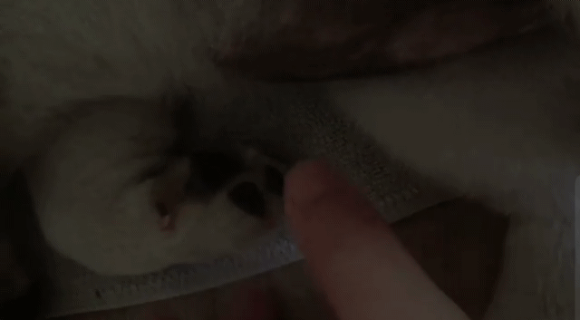 꿀잠자는 인절미.gif | 인스티즈