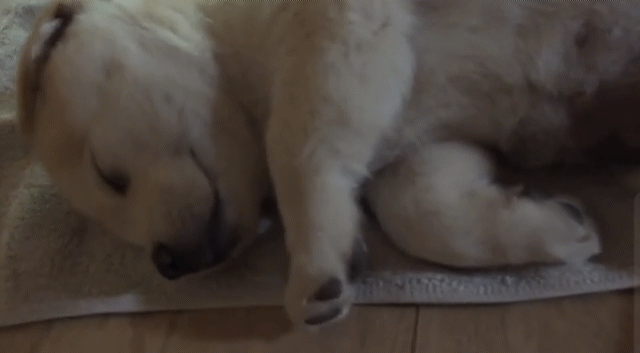 꿀잠자는 인절미.gif | 인스티즈