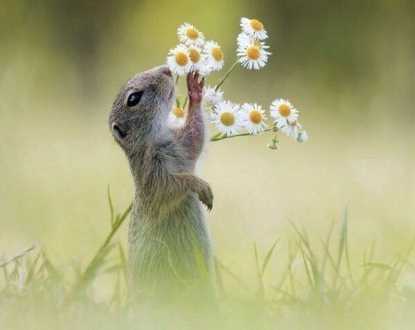 다람쥐의 귀여움에 대한 고찰.jpg | 인스티즈