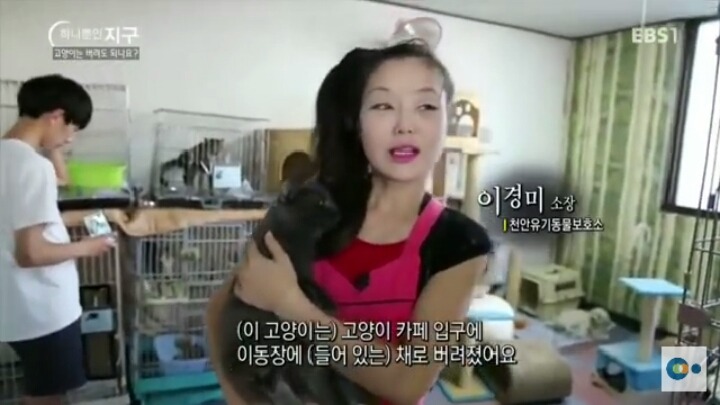 고양이는 버려도 되나요? | 인스티즈