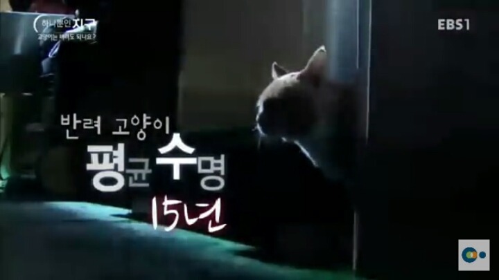 고양이는 버려도 되나요? | 인스티즈