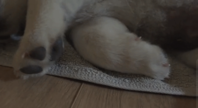 꿀잠자는 인절미.gif | 인스티즈