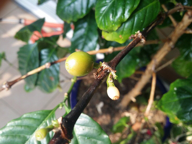 한 루리웹 유저가 커피마시는 방법 | 인스티즈