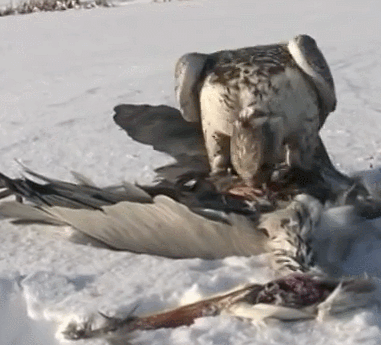 양아치 VS 프로 파이터 | 인스티즈