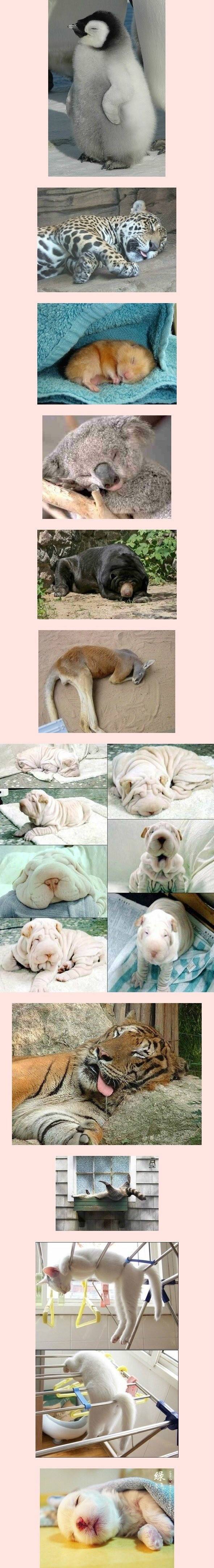 동물들 잘때 | 인스티즈